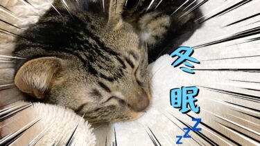 飼い主の布団の中で冬眠する我が家の猫たち【てん動画】