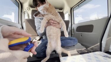 爪切りついでに車内でお留守番をする猫【ひのき猫】