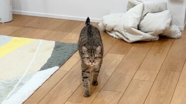 甘やかされて育った猫は帰宅が遅くなるとこうなります…【ポムさんとしまちゃん / ねこべや】