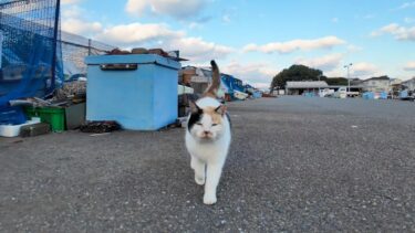 漁港のハートマークの三毛猫ちゃんがモフられにきた【感動猫動画】