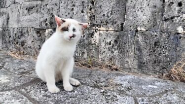 お城の公園で不思議な模様の猫ちゃんと出会った【感動猫動画】