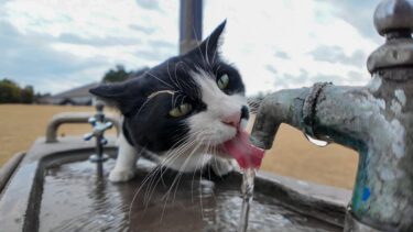 公園の猫「流れる水うめぇーニャン」【感動猫動画】