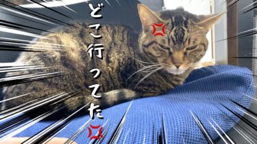 猫を二日間お留守番させて久しぶりに帰宅したら…【てん動画】