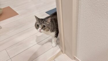 地震が発生する直前、明らかに様子がおかしい猫の察知力がすごすぎました…【もちまる日記】