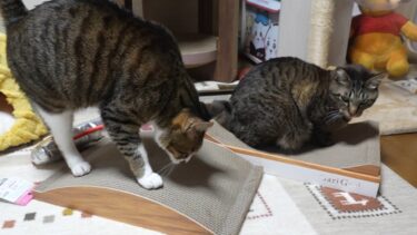 新しいつめとぎにご満悦な猫たち☆1個だけど2匹で仲良く使えるナイスなアイテム～ベッツビレッジクロス猫用福袋2025～【リキちゃんねる　猫動画】 キジトラ 猫のいる暮らし