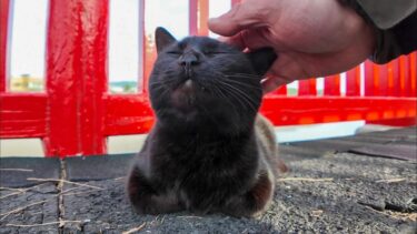 神社の赤い橋の所にいた黒猫ちゃん【感動猫動画】