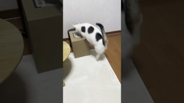 おい、押すな、押すなってば【ひのき猫】