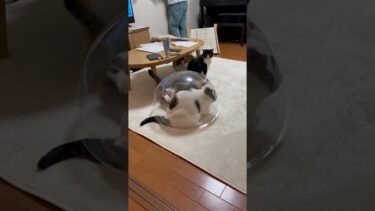 横取りしたけど、いっぱい蹴られたなぁ【ひのき猫】