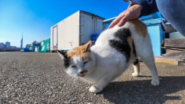 漁港のハートマーク三毛猫ちゃんはいつも寄ってきてカワイイ【感動猫動画】