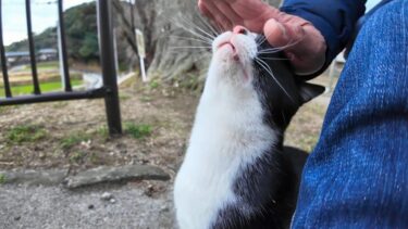 公園のハチワレ猫ちゃん、撫でられて喜ぶ【感動猫動画】