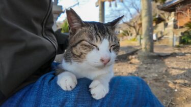 【湯島】山の上の神社に行くと人が来るのを待っていたかの様な猫が居て甘えてきます【感動猫動画】