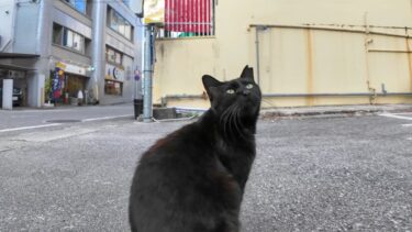 街中のコインパーキングで人懐っこい黒猫に出会った【感動猫動画】