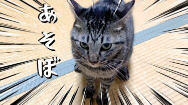 飼い主のことを音の出るオモチャだと思っている狂暴猫【てん動画】