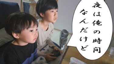 夜の甘えタイムなのに子供達が起きてて甘えられない灰色猫【kokesukepapa】