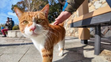 ツーリング途中で立ち寄った公園で出会った猫可愛い【感動猫動画】