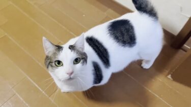 寝室に入れてもらえず、散歩にも行けず、やけ食いする猫【ひのき猫】