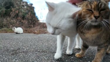 駐車場奥に白猫地帯の猫たちが今日は珍しく少しだけ寄ってきた。完全にいつもの餌やりの人と間違えている【感動猫動画】