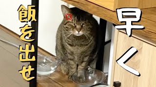 早くご飯をあげないと機嫌が悪くなって怒る猫【てん動画】