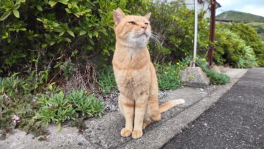 猫島の漁港で出会った茶トラ猫ちゃんがカワイイ【感動猫動画】