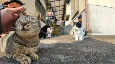 猫島で道端にいる猫を撫でるとどこからともなく猫達が集まってくる【感動猫動画】