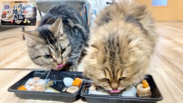 猫におせち料理を献上したら過去最高レベルの食いつきだったw【ちょりちゃみチャンネル】