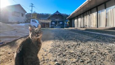 お正月は猫島の神社で出会った猫と初詣【感動猫動画】