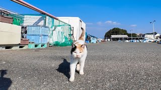 大晦日の誰もいない漁港に行くとハートマークの三毛猫ちゃんがトコトコ歩いてきた【感動猫動画】