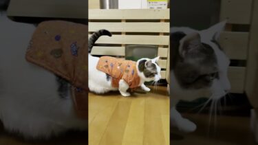 年々ちゃんちゃんこが小さくなってない？【ひのき猫】