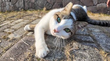 植込みの中にいた猫ちゃん出てきてゴロンゴロン転がってカワイイ【感動猫動画】