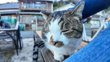 猫がトコトコ歩いてきて穏やかに隣に座ったかと思ったらいきなり他の猫と喧嘩【感動猫動画】