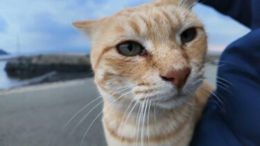 猫島の道路脇で出会った茶トラ猫ちゃん、ナデナデすると喜んで甘えてきてカワイイ【感動猫動画】