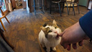 カフェでコーヒー飲んでたら猫入ってきた【感動猫動画】