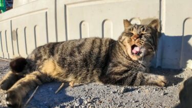 工事中の道路に人懐っこい猫がいました【感動猫動画】