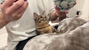 甘えんぼすぎて食事中もずっと離れてくれない実家の猫がかわいすぎました…【もちまる日記】