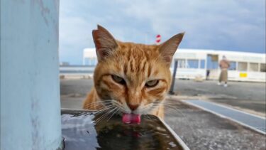 水を飲む茶トラ猫ちゃん【感動猫動画】