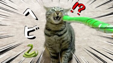 猫に今年の干支のヘビを見せた結果…【てん動画】