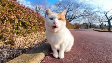 公園の猫ちゃん、いつもの東屋に行ってゴロンゴロン寝転がる【感動猫動画】