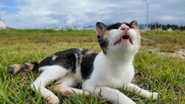 公園横の芝生を歩く三毛猫ちゃん【感動猫動画】