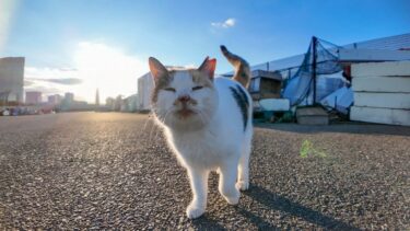 漁港に行くと三毛猫がいつも出迎えてくれる【感動猫動画】