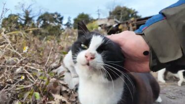 道路脇の空地にあった猫の家に行ってきた【感動猫動画】