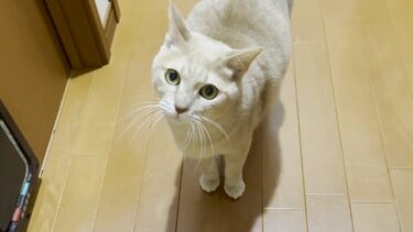 寝室の前で珍しくニャーニャー騒ぐ猫【ひのき猫】