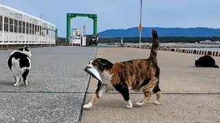 日曜午後は漁港猫ちゃんたちのお魚パーティー【感動猫動画】