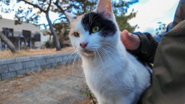 防波堤の三毛猫ちゃんを撫でると喜んで膝の上に乗ってきた【感動猫動画】