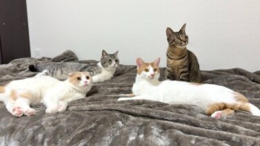 猫たちは自分の名前を理解してるのか1人ずつ呼んでみたらまさかの結果になりました…笑【もちまる日記】