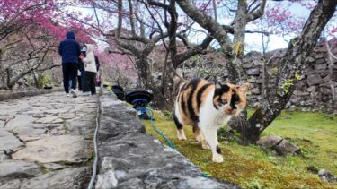 桜まつり開催中ですがいつもの城内パトロールは欠かさない城主の三毛猫ちゃん【感動猫動画】