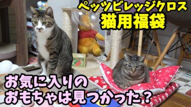 いっぱいのおもちゃの中からお気に入りは見つかるかな？鏡餅になる猫ガーちゃん～ペッツビレッジクロス猫用福袋で遊ぶ・後編～【リキちゃんねる　猫動画】 キジトラ 猫のいる暮らし