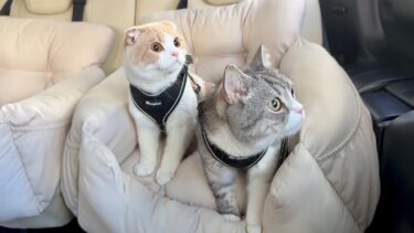 お散歩だと信じて車に乗ったら半年ぶりの動物病院だった猫たちの反応がこちらです…【もちまる日記】