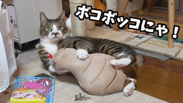 UMA（未確認動物）もボコボコにする猫☆ツチノコの実態調査をするゴマちゃん　～ペテモ猫用福袋2025～【リキちゃんねる　猫動画】 キジトラ 猫のいる暮らし