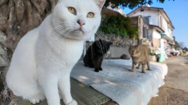 【湯島】島の漁港近くにある大きな木の下に座ると猫が集まってくる【感動猫動画】