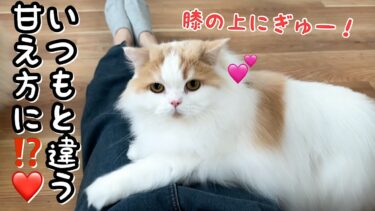 猫にモテモテになれるとバズっていたGUの服を着てみたら驚きの結果になりました！【猫のレモンちゃんねる】